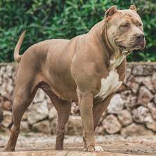 pin on xl american bullys
