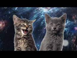 pesnya myau myau chasovaya versiya space cats 1 hour version youtube kotyata ocharovatelnye kotyata milye kotiki