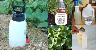 The best control is hand picking these tomato pests off your plants. Make Your Own Oxyclean Clean Up Spots The Diy Way Homemade Insecticide Garden Pests Garden Fertilizer