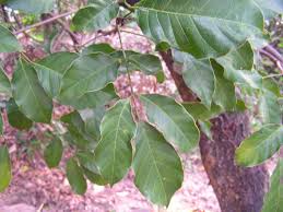 Image result for Sorindeia