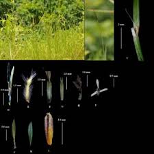 Image result for Phacelurus gabonensis