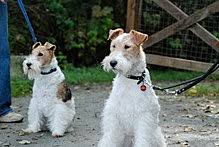 Generally, the body of a tft should be mostly white. Fox Terrier Wikipedia