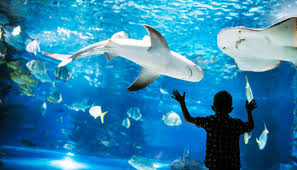 Ada baiknya jika ukuran kolam ikan tidak terlalu kecil sebab jika jumlah hal yang harus dihindari dalam pemilihan letak kolam ikan menurut ilmu feng shui adalah memilih letak kolam ikan di tengah rumah. Inilah Hukum Memelihara Ikan Menurut Pandangan Islam Ikanesia Id