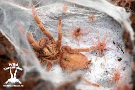 Finally had some time to make a brand new mythbuster video. Facebook