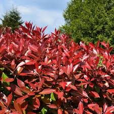 Hedge plants for sale including laurel, leylandii, yew, box, holly, beech, hornbeam, thuya, and castlewellan gold. Red Tip Photinia Naturehills Com
