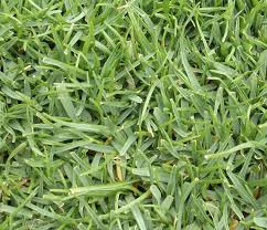 Image result for Agrostis