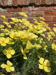 Image result for Eschscholzia