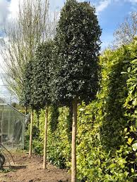 Evergreen Oak Quercus Ilex Standard Trees Trees To Plant Specimen Trees Street Trees