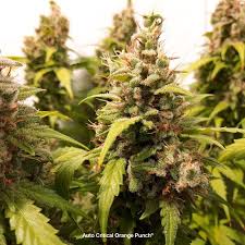 Buy Auto Critical Orange Punch Seeds Dutch Passion Uk