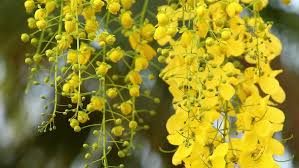 Click on an image or plant name to view the full plant profile. Yellow Flowers Are Swaying By Stock Footage Video 100 Royalty Free 1025797478 Shutterstock