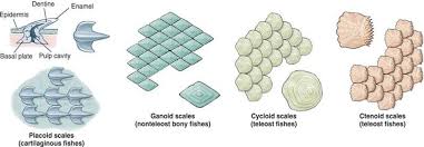 Ctenoid scale — a scale having small spines (ctenii) on the posterior exposed portion and which hence feel rough when stroked towards the head. Fish Scales Types Google Search Fish Types Of Fish Architecture Presentation