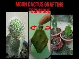 Nowadays, grafted cactus are becoming more and more popular, especially in garden centers. Moon Cactus Grafting On Stock Of Cactus Technique Youtube Grafted Cactus Grafting Plants Grafting