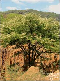 Image result for Gerrardinaceae