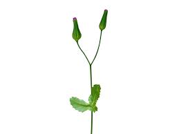 Image result for Emilia abyssinica