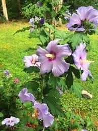 Azurri Blue Satin Rose Of Sharon Hibiscus Rose Of Sharon Satin Roses Hibiscus