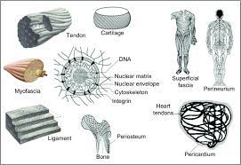 The Living Matrix Ground Regulation System Or Tissue Tensegrity Download Scientific Diagram