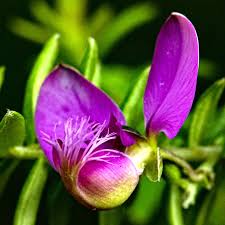 Image result for Polygala gazensis