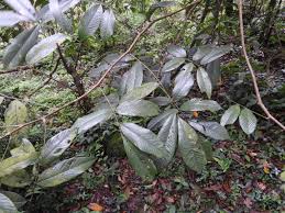 Image result for Millettia