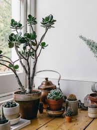 Light is essential for cactus plants, as you probably know. How To Care For Succulents And Not Kill Them 9 Plant Care Tips Architectural Digest