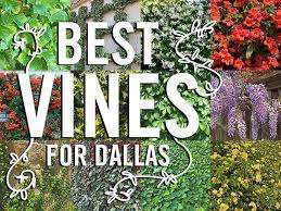Maybe you would like to learn more about one of these? Plants For Dallas Your Source For The Best Landscape Plant Information For The Dallas Ft Worth Metroplexbest Vines For Dallas Texas