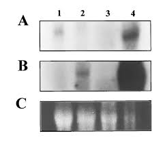 In animal cell culture the addition of serum to media is essential for providing mcq. Glucose Catabolism In Cancer Cells Journal Of Biological Chemistry