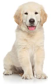 American Kennel Club American Kennel Club Canine Care Rescue Puppies