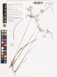 Image result for Cyperus sphacelatus