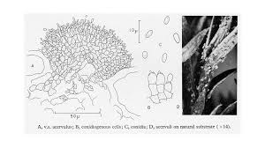 Image result for kabatina thujae