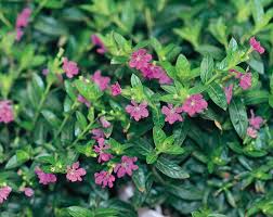 Image result for Cuphea hyssopifolia