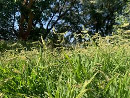 Image result for Dactyloctenium australe