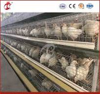 Bestchickencage a Type Hen Coop Breeder Cage China Cheap Pullet Hen House  Supplier OEM Customized Hot Galvanized Surface Treatment Metal Chicken ...