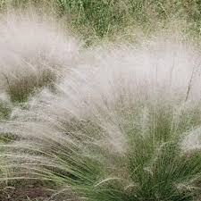 Muhlenbergia Capillaris White Cloud Ornamental Grasses Plants Grasses Landscaping