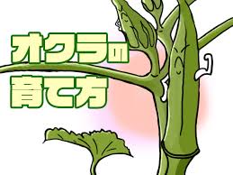 農家が教えるオクラの育て方 家庭菜園におすすめの夏野菜 カギは