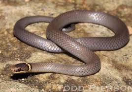 Shop snake ring with free shipping and free return on aliexpress. Ring Necked Snake Diadophis Punctatus Kentucky Snake Identification