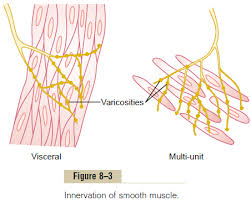 Learn how many muscles are in the body, how skeletal muscle attaches to bone and moves bones, and which organs include smooth muscles. Nervous And Hormonal Control Of Smooth Muscle Contraction