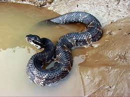 Although cottonmouths or water moccasins are at the top of the food chain, preying on other snakes, small the cottonmouth or water moccasin is a venomous snake belonging to the pit viper family. The Water Moccasin Or Cottonmouth Snake Hubpages