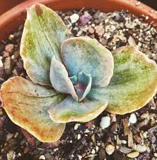 Echeveria Gibbiflora Decora Planting Succulents Echeveria Plants
