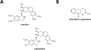 Image result for Psychotria djumaensis