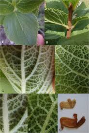 Image result for Coleus calycinus