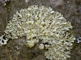 Image result for Melinis ambigua