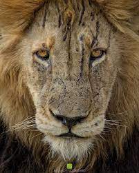 Battle Scarred Male Lion In South Africa Trevor Mccall Peat Photography Lion Pictures Lion Photography Bad Dog