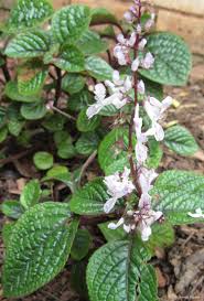 Image result for Plectranthus mandalensis