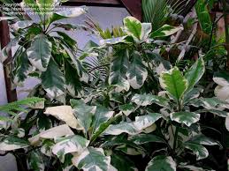 Image result for Pisonia