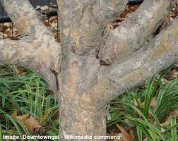 The petals can be more narrow than the one pictured, but would hardly be described as skinny. Dogwood Trees Types Leaves Bark Identification With Pictures
