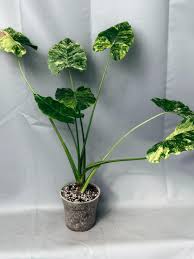 Image result for Alocasia odora
