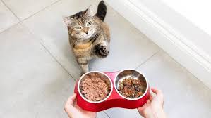 Check spelling or type a new query. Feeding A Pregnant Cat Tips Advice Purina