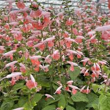 Image result for Salvia coccinea