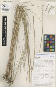 Image result for Rhytachne