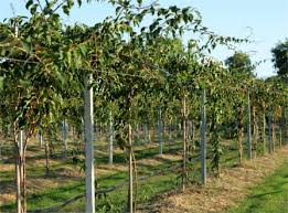 Image result for foto minikiwi