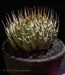 Midwest cactus and succulent society подробнее. Inter City Show 2019 Trophy Table